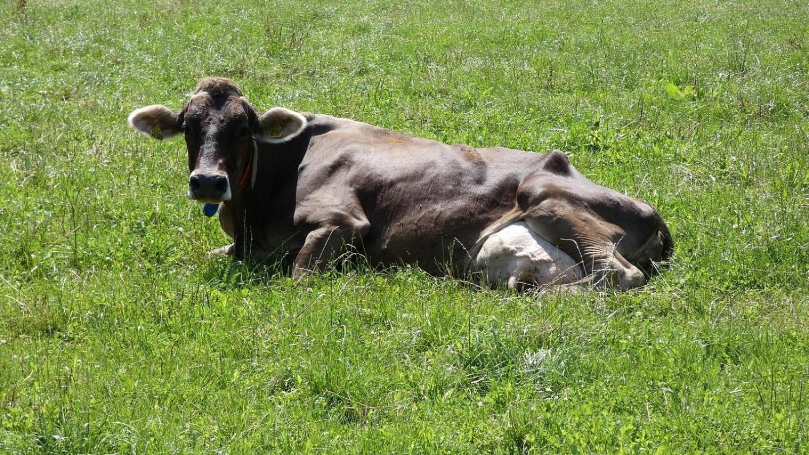 Ferienwohnung Nr 5, Lechbruck-Gruendl, Allgaeu Prem Eksteriør billede