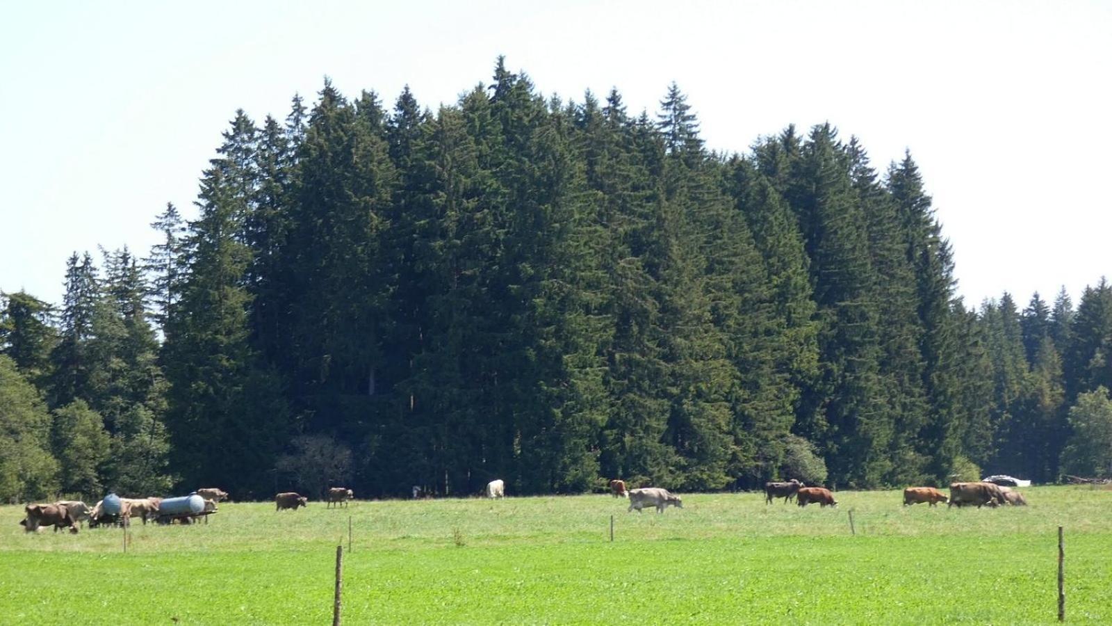 Ferienwohnung Nr 5, Lechbruck-Gruendl, Allgaeu Prem Eksteriør billede